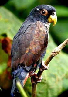 san jorge de milpe reserve birding lodge